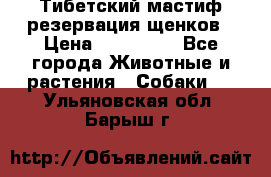 Тибетский мастиф резервация щенков › Цена ­ 100 000 - Все города Животные и растения » Собаки   . Ульяновская обл.,Барыш г.